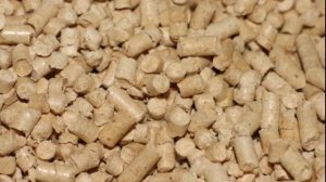 Что нежелательно и нельзя давать среднеазиатским сухопутным  черепахам?