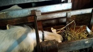 Гельминты и облысение коз .Рыбий жир козам.