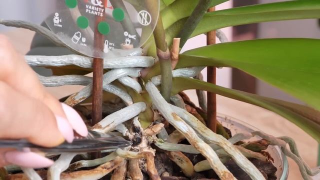 ХИТРО обновляю посадку и омолаживаю орхидею. смотреть онлайн