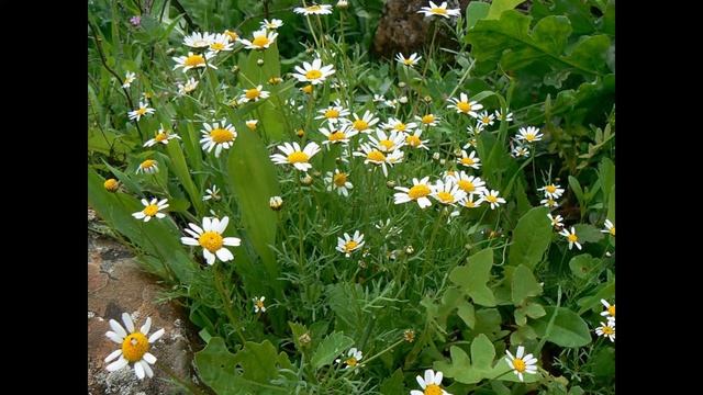 КЛАДАНТУС  (CLADANTHUS)  сем. Сложноцветные