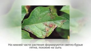 Почему сохнут ПЕТУНИИ, что делать? Основные БОЛЕЗНИ. Признаки,  меры борьбы и профилактика