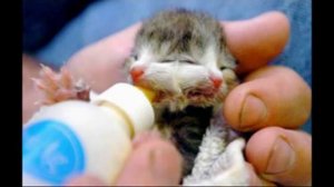 Двухголовые животные