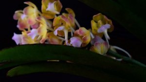 RHYNCHORIDES BANGKOK SUNSET  -  описание и основы ухода