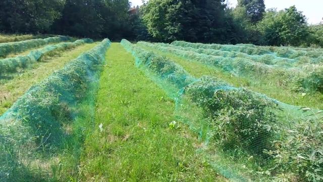 Как защитить урожай ягод от птиц ?! смотреть онлайн