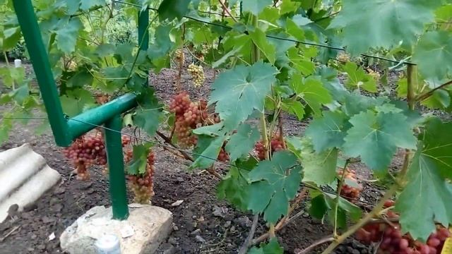 Выращивание винограда смотреть онлайн