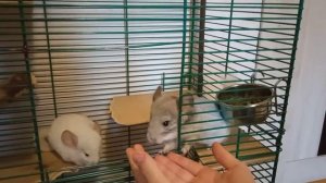 Как брать шиншилу в руки