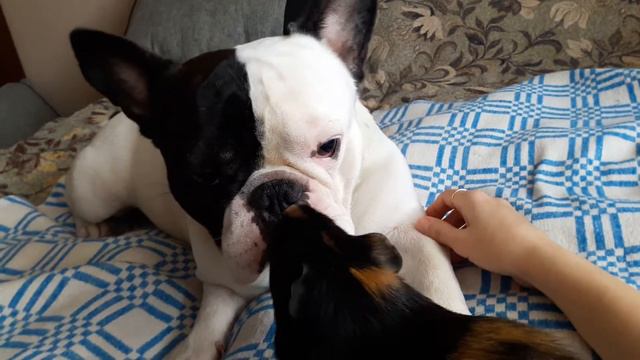 Готье и Маруська