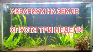 АКВАРИУМ НА ЗЕМЛЕ СПУСТЯ ТРИ НЕДЕЛИ. ЧТО С НИМ СТАЛО? "ЧАСТЬ 2"