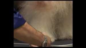 Как проводить УХОД за шерстью собак на примере #бобтейл Подготовка к ВЫСТАВКЕ СОБАК!