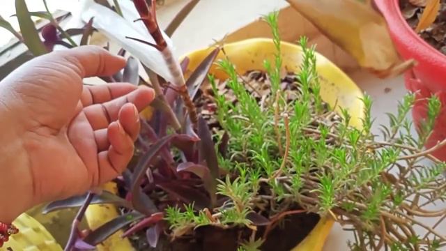 How to Care & Propagation Pink and Purple Dracaena ? Indian Vlogger Jasmine Lifestyle смотреть онлайн