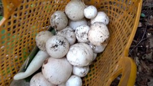 Грибы Веселки и их яйца в лесу. Как применить.