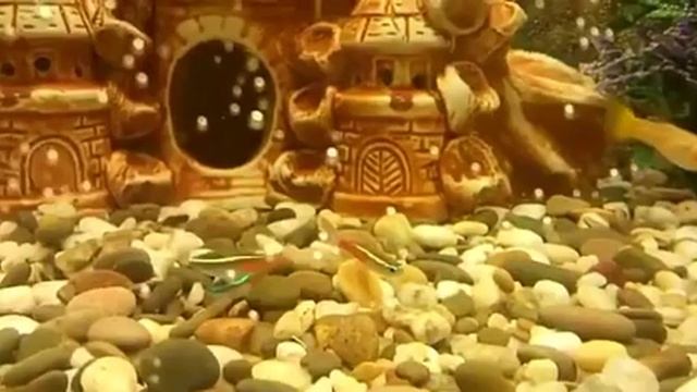 Аквариум AquaHouses, тип: угловой сектор, объём: 70 литров смотреть онлайн