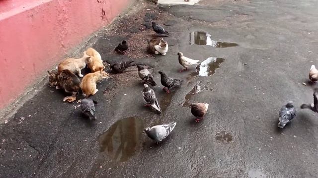 Голуби и коты смотреть онлайн