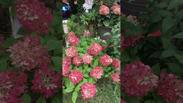 Fire light tidbit hydrangea (update in early fall)