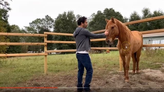 Horse Training Gone Bad - How A Good Horse Is Force To Be A Bad Horse - Horse Attacks смотреть онлайн