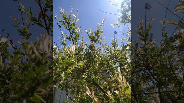 Воскресная школа_урок 19. Иов