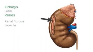 Мочевыделительная система (предпросмотр) - Анатомия человека | Kenhub