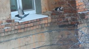 Голуби vs подоконник/Pigeons vs window sill