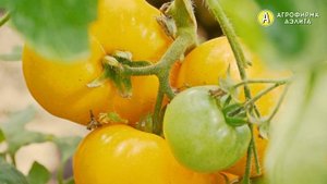 ТОМАТ, Который ПОБЕЖДАЕТ ФИТОФТОРОЗ – Сорт Томатов "В ДЕСЯТКУ"