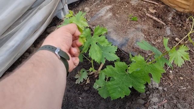 Как посадить виноград, что бы на следующий год получить урожай??? смотреть онлайн