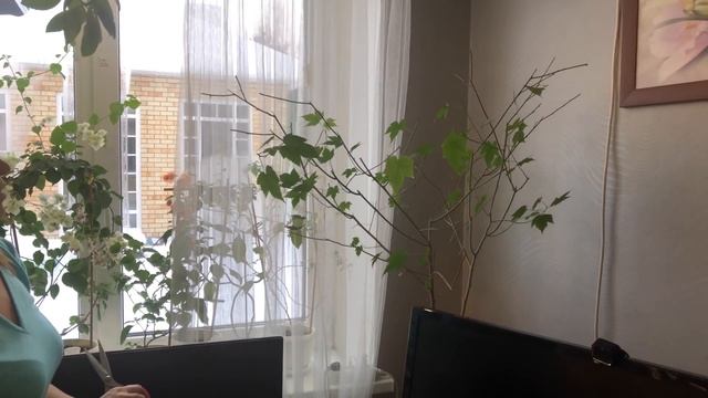 АБУТИЛОН ОБРЕЗКА ПЛЮС ПЛОД СТЕФАНОТИСА | MARS HYDRO LED 4К смотреть онлайн