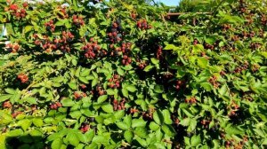 ??СЕЗОН ЕЖЕВИКИ НАЧАЛСЯ. ЛОХ ТЕЙ УЖЕ ПОСПЕЛА. КАК ПОЛУЧИТЬ БОЛЬШОЙ УРОЖАЙ