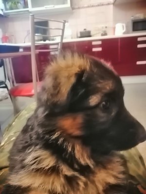 Остался один щенок -ждём хозяина.