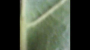 Виноград сорт Русвен в Барнауле