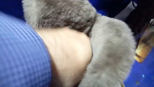 Обзор ботинок вип трэвл от хсн для похода