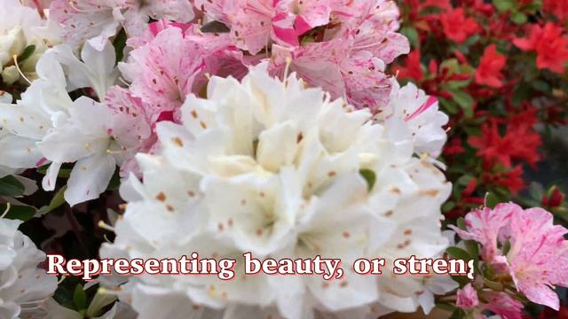 Spring Flowers in Japan | Flowers in Japan | Sakura Flowers in Japan | Cherry Blossoms in Japan