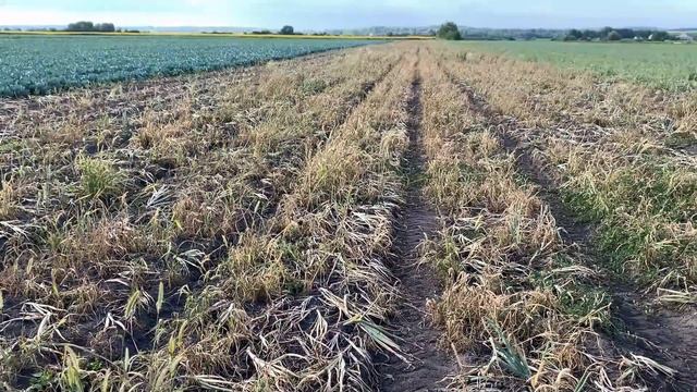 Лук на перо ШТУТГАРТ (Продам лук на выгонку пера) смотреть онлайн