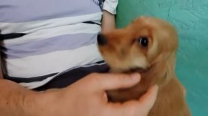 4 день Фанни Знакомство с Сашей_Английский кокер спаниель