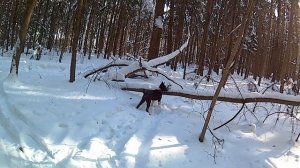 Нахаживание щенка лайки 2