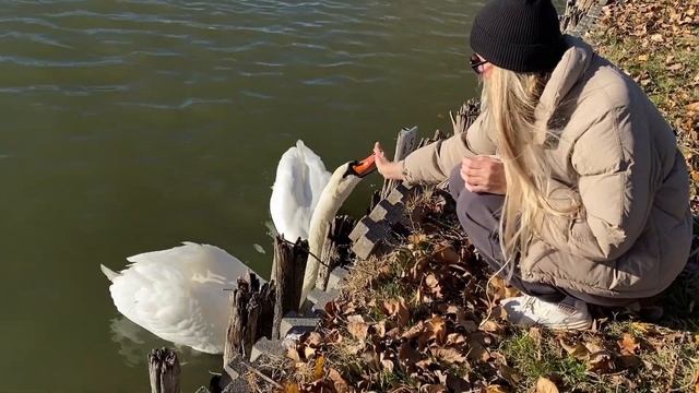 УЮТНЫЙ ВЛОГ | Воскресная прогулка по окрестностям Редджо-Эмилии | Кормлю зверушек смотреть онлайн