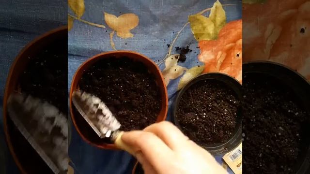 Буду сеять розмарин лекарственный,котовник и руколу дикую смотреть онлайн