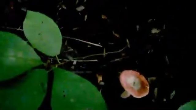 Собираем грибы правильно. смотреть онлайн