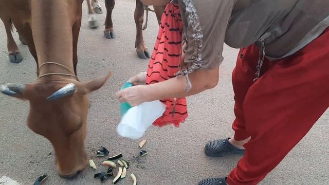 Индия. Доброта и антистресс. На главной улице, ведущей в Ауровиль мы покормили коровок. смотреть онлайн
