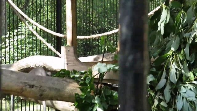 Очковый лангур Лойд и малыш очковых лангуров, который начал темнеть 20.06.2022 смотреть онлайн