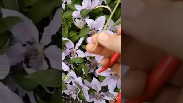 Черенкование клематиса. Как заготовить черенки. смотреть онлайн