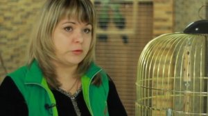 Все О Домашних Животных: Конголезский Попугай