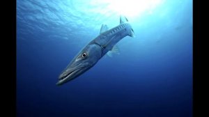 Опасность красного моря, берега Египта. Баракуда часть 2