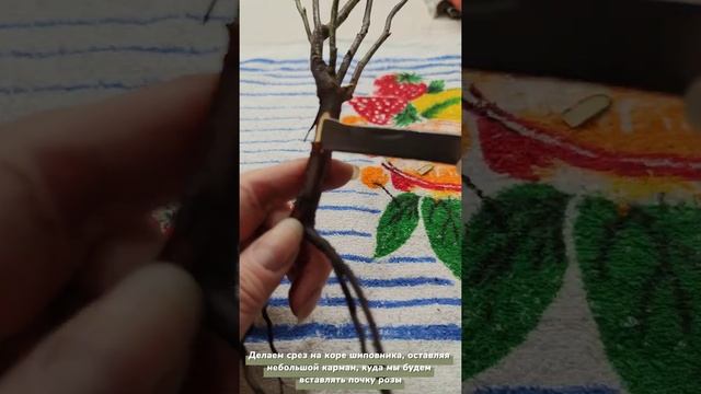 Как размножить розы. Весь процесс окулировки.