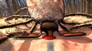 Чем опасны Клещи для животных? Какие болезни Клещи переносят?