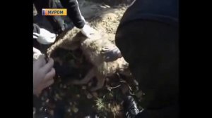 Чупакабра поймана! Вся правда о звере