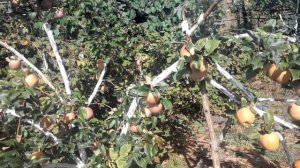 Яблоня Ред Рояль Делишес