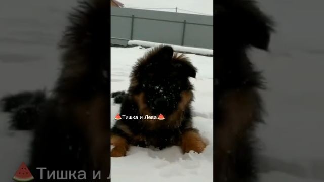 Эдит о Немецкой овчарки и факты??❤