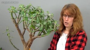 Формирование взрослой крассулы (ч.1).