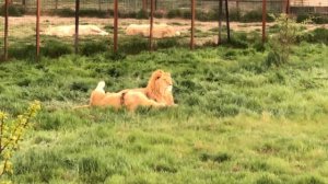 Молодые львы Филя и Витя в цветущей вечерней саванне