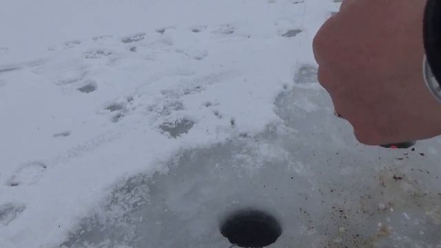 Рыбалка на Истринском водохранилище 28.01.2023 в деревне Лечищево. смотреть онлайн