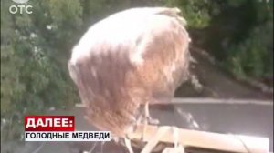 Жители Академгородка приручили черного коршуна